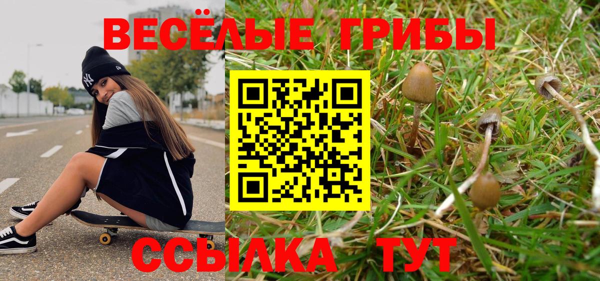 Зеленогорск  Галлюциногенные грибы Psilocybe  Вход с VPN 
